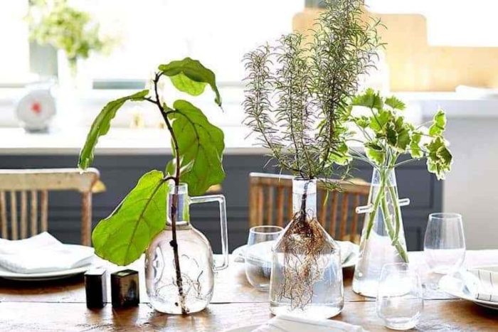Plant Care