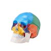 VEVOR Human Skull Model, 3 Parts Human Skull Anatomy, Life-Size Painted Anatomy Skull Model, PVC Anatomical Skull, Detachable Learning Skull Model, for Professional Teaching, Researching and Learning
