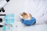 Cosmetics Brands That Follow a Cruelty-Free Policy