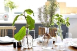 Plant Care
