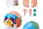 VEVOR Human Skull Model, 8 Parts Brain & 3 Parts Skull, Life-Size Painted Anatomy Skull Model, PVC Anatomical Skull, Detachable Learning Skull Model for Professional Teaching, Researching and Learning