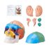 VEVOR Human Skull Model, 3 Parts Human Skull Anatomy, Life-Size Painted Anatomy Skull Model, PVC Anatomical Skull, Detachable Learning Skull Model, for Professional Teaching, Researching and Learning
