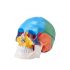 VEVOR Human Skull Model, 8 Parts Brain & 3 Parts Skull, Life-Size Painted Anatomy Skull Model, PVC Anatomical Skull, Detachable Learning Skull Model for Professional Teaching, Researching and Learning